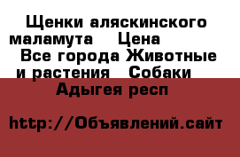 Щенки аляскинского маламута  › Цена ­ 15 000 - Все города Животные и растения » Собаки   . Адыгея респ.